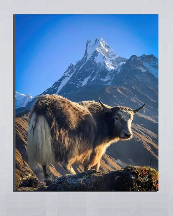 Himalayan Yak Poster (2x3 Fit)