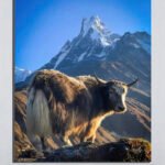 Himalayan Yak Poster (2x3 Fit)