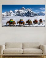 chauri gai himalayan 2x5